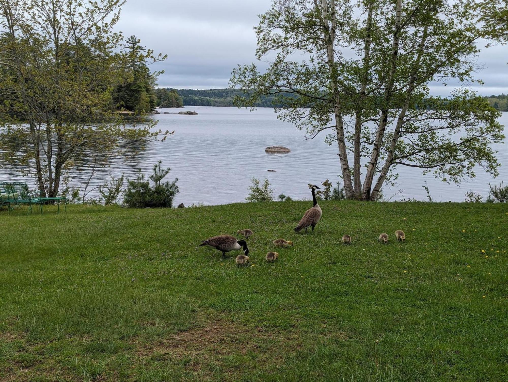 Alamoosook Lakeside Inn Orland Dış mekan fotoğraf